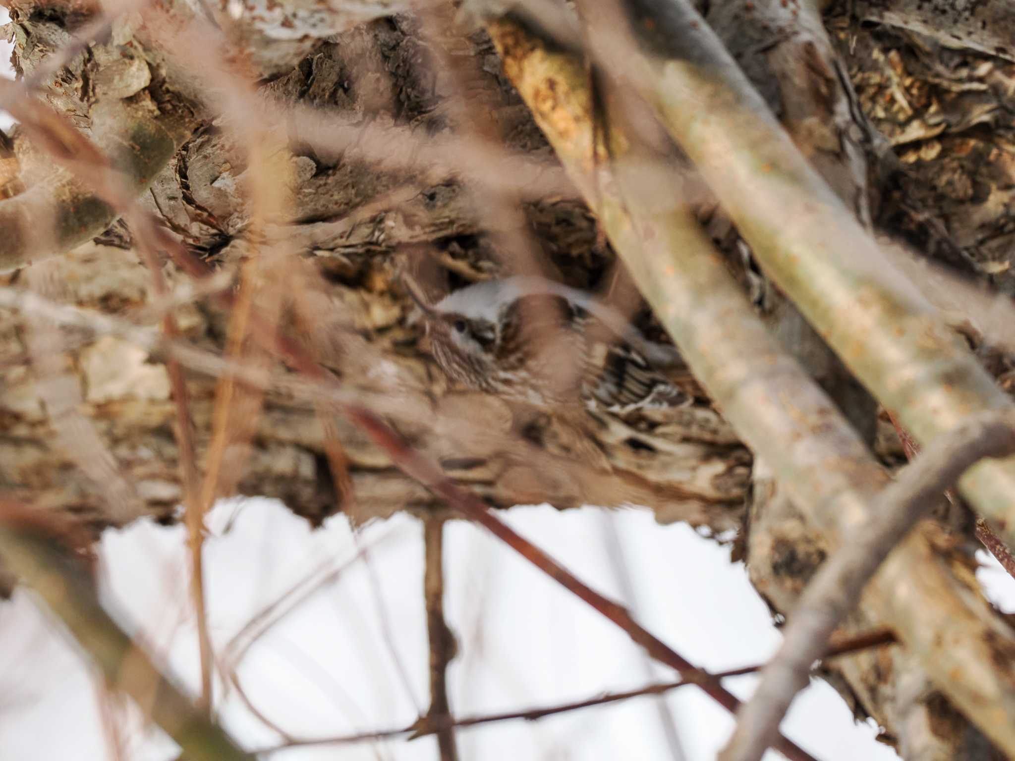 Eurasian Treecreeper(daurica)