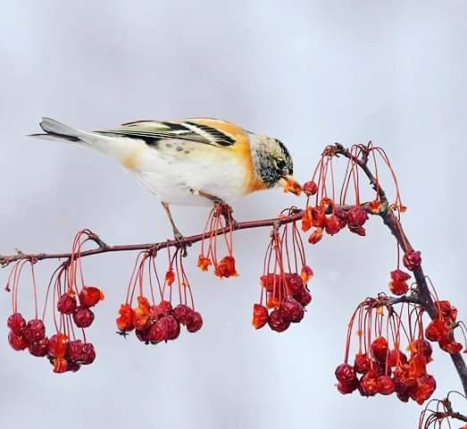 Photo of Brambling at 北海道 by Markee Norman