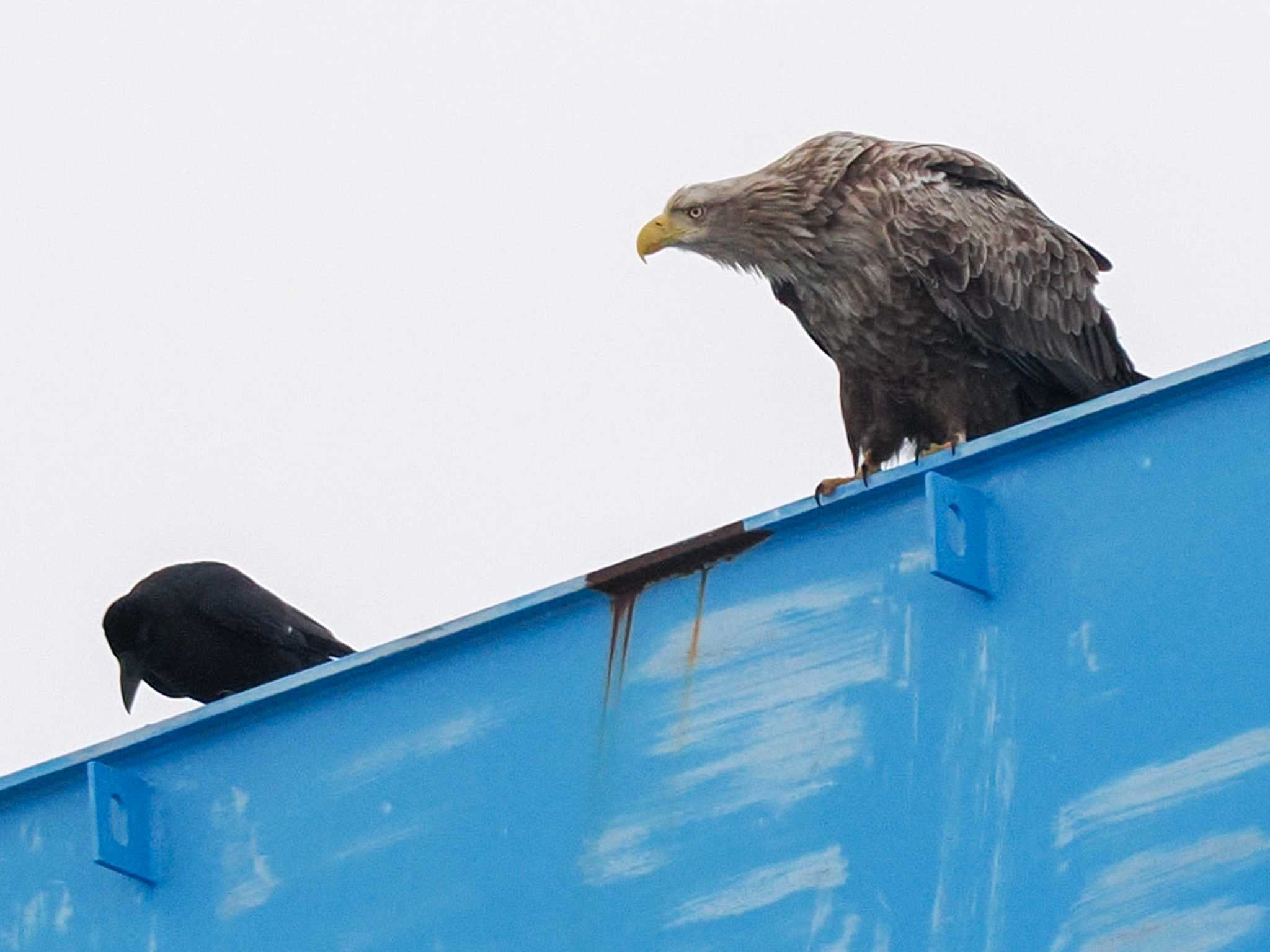 White-tailed Eagle