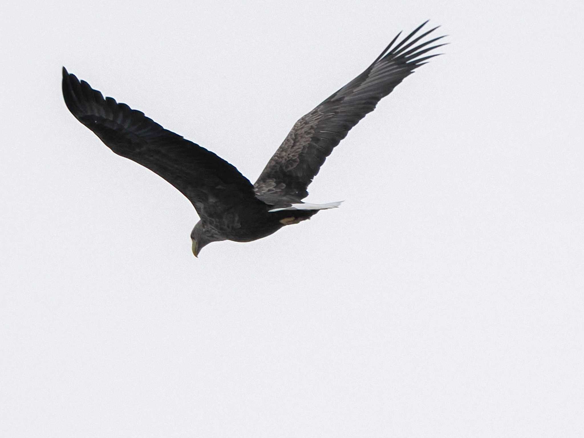 White-tailed Eagle