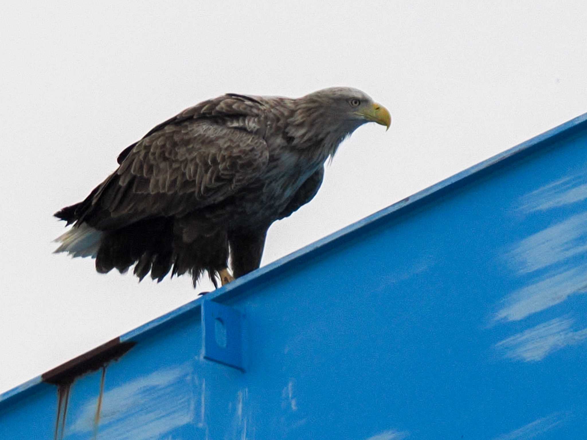 White-tailed Eagle