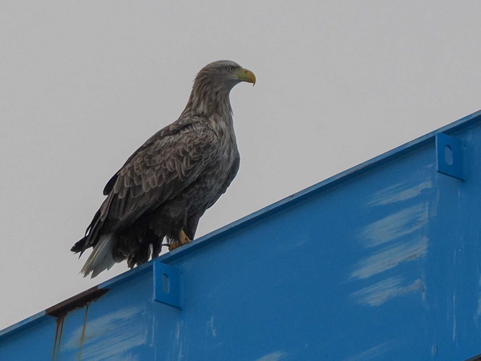 White-tailed Eagle