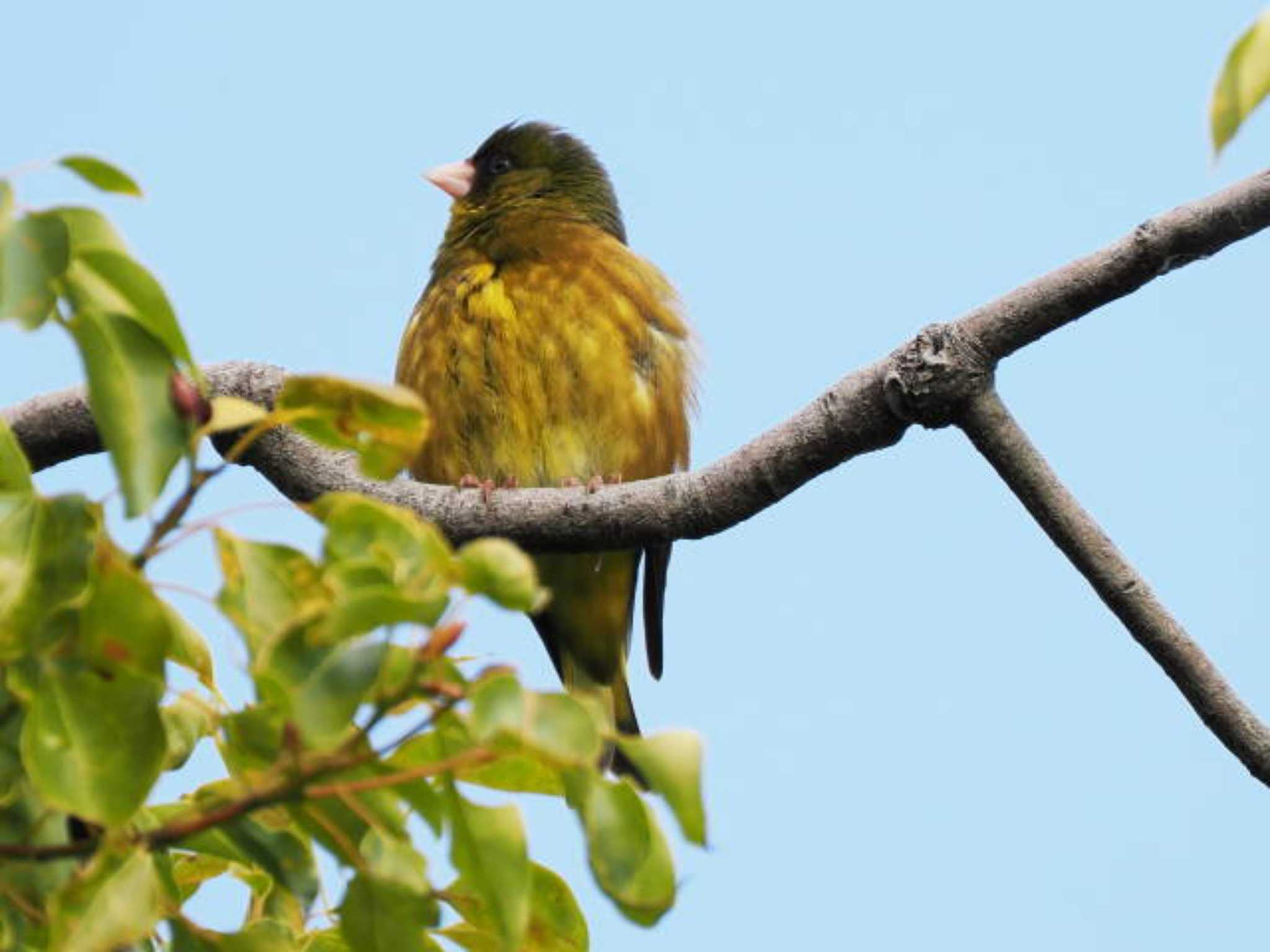 Grey-capped Greenfinch