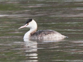 2024年2月10日(土) 大濠公園の野鳥観察記録