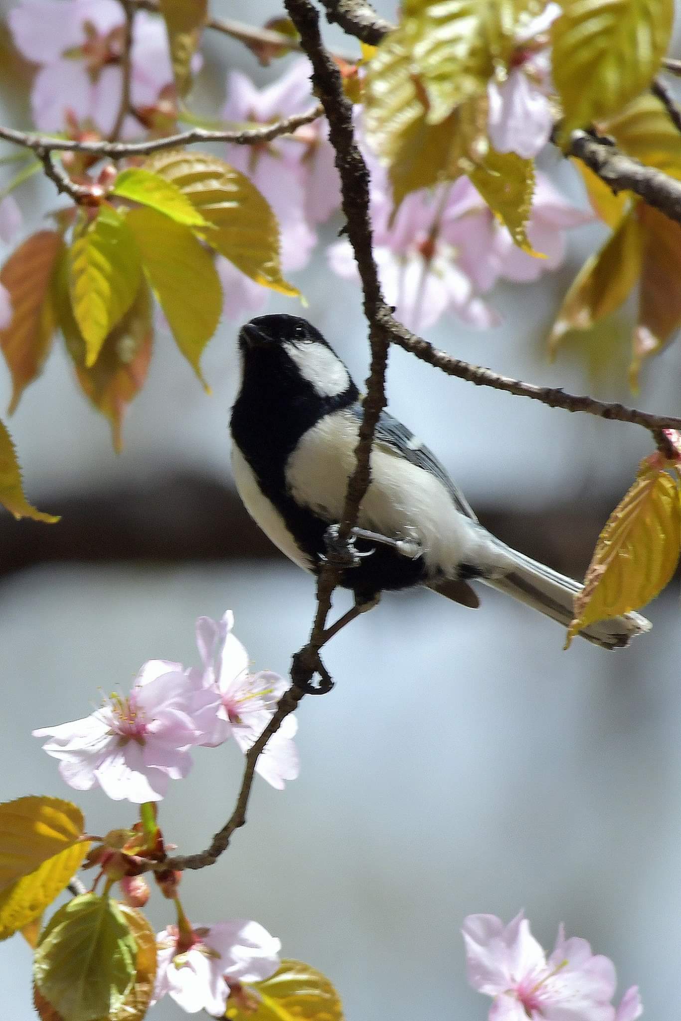 シジュウカラ