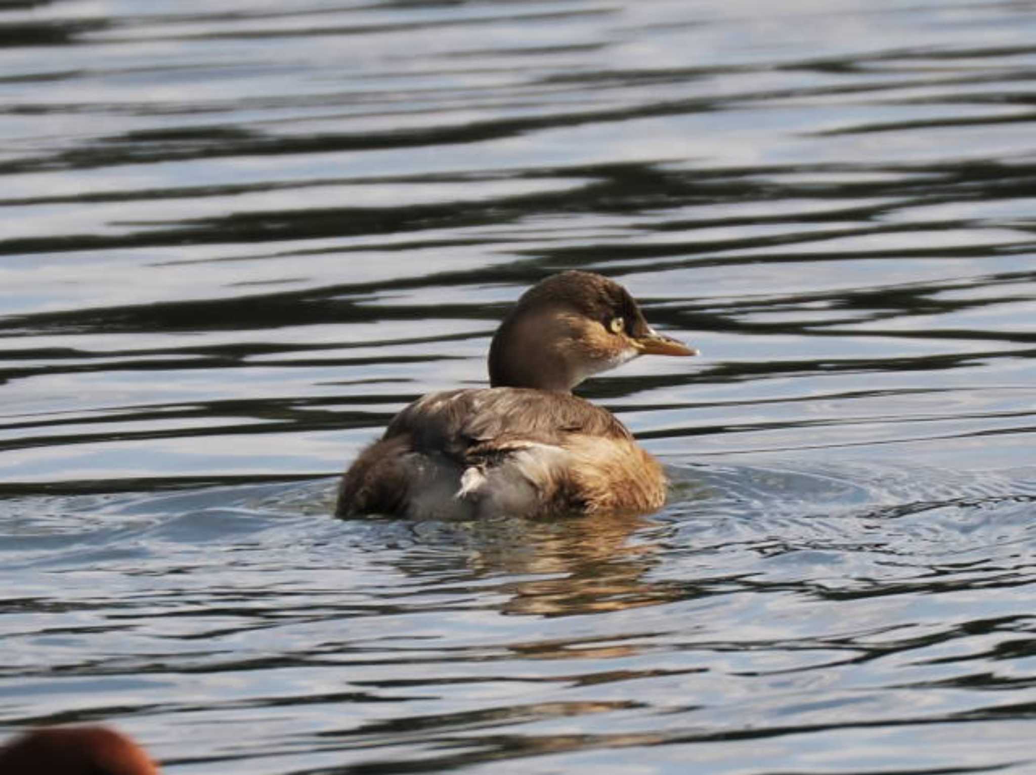 Little Grebe