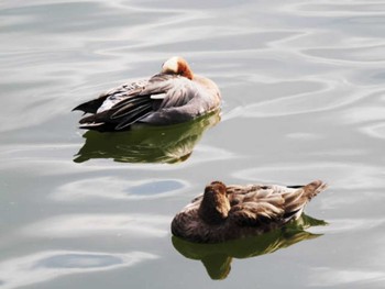 Eurasian Wigeon 大濠公園 Sat, 2/10/2024