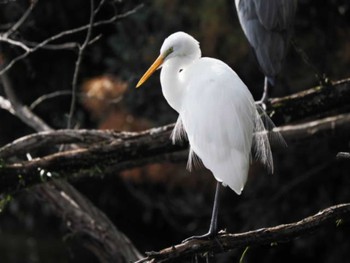 Great Egret 大濠公園 Sat, 2/10/2024