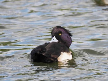 Tufted Duck 大濠公園 Sat, 2/10/2024