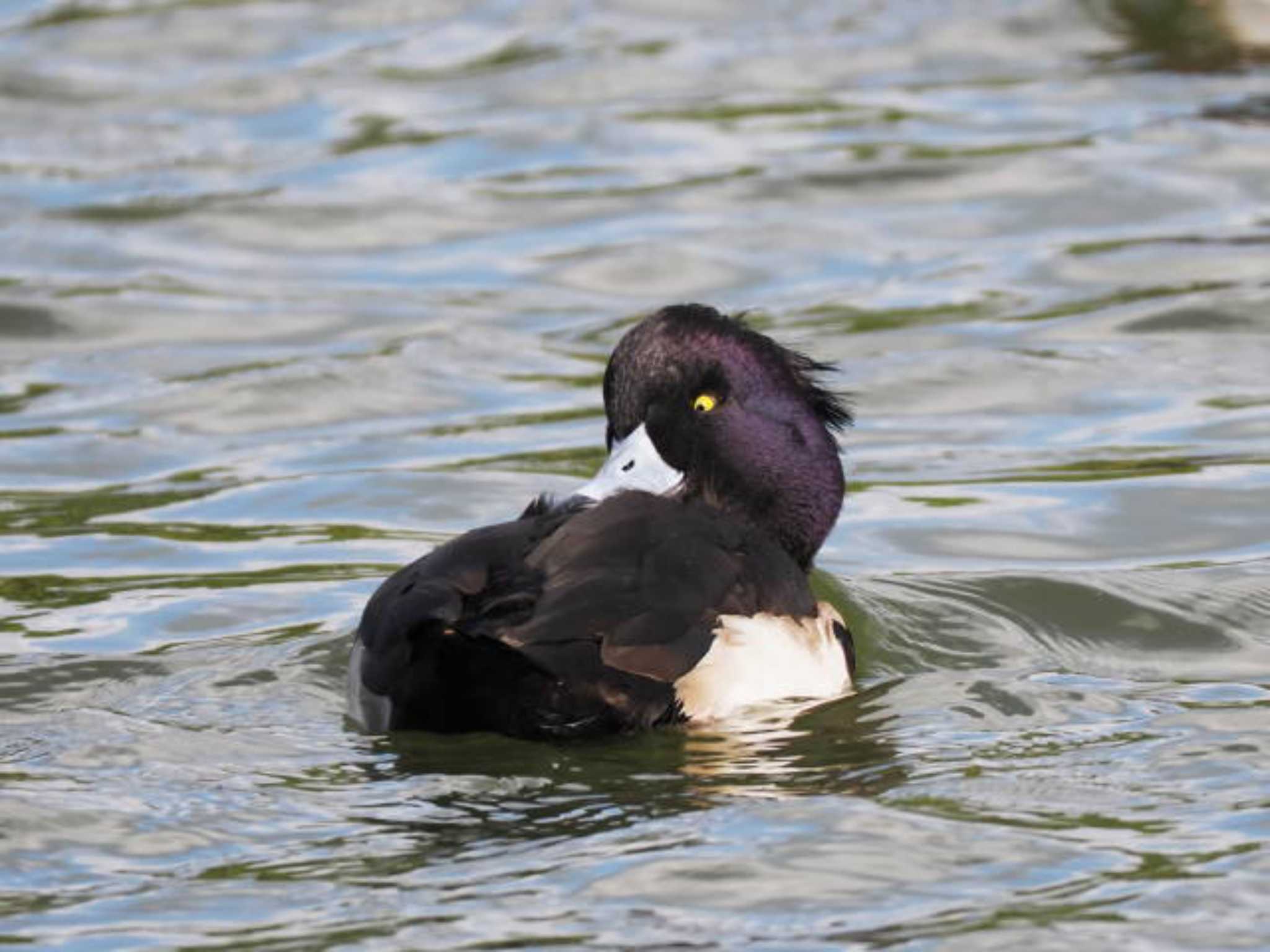 Tufted Duck