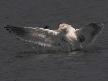 Slaty-backed Gull 大濠公園 Sat, 2/10/2024