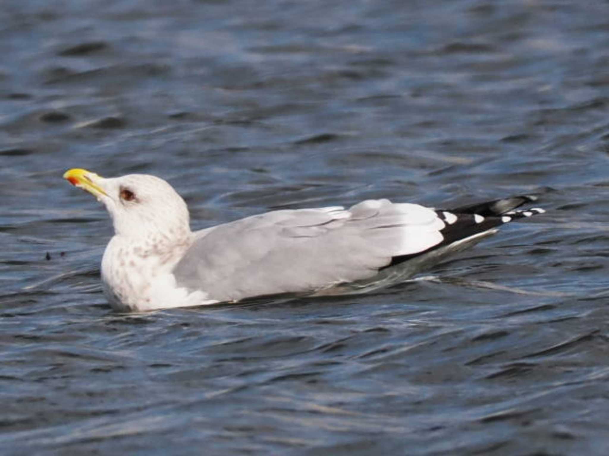 Vega Gull