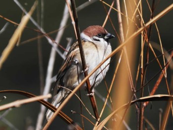 2024年2月10日(土) 舞鶴公園の野鳥観察記録