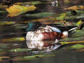 Northern Shoveler 大濠公園 Sat, 2/10/2024