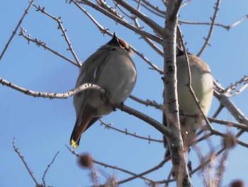 Bohemian Waxwing 舞鶴公園 Sat, 2/10/2024