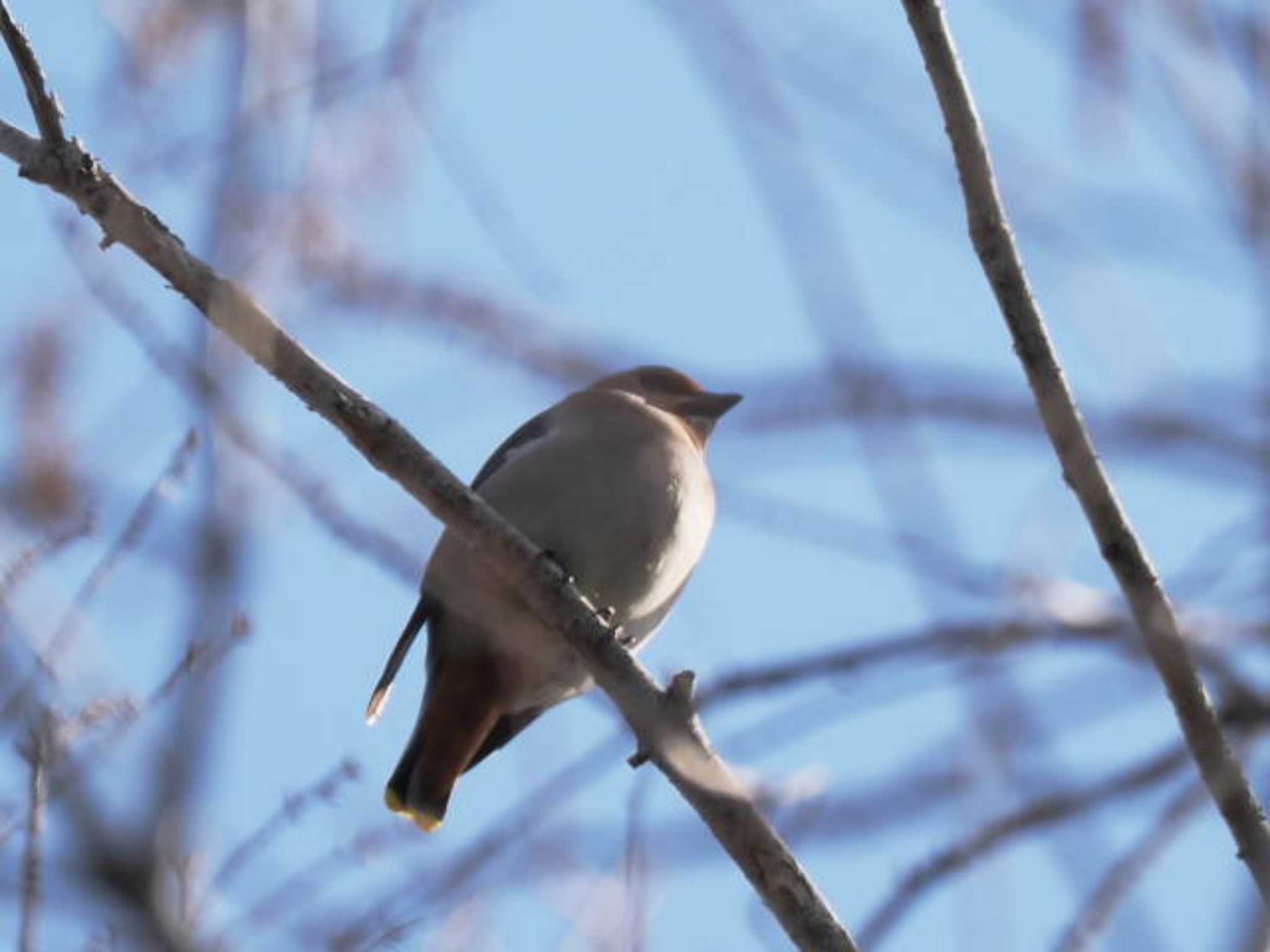 Bohemian Waxwing