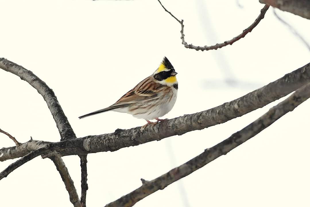 Photo of Yellow-throated Bunting at 北海道 by Markee Norman