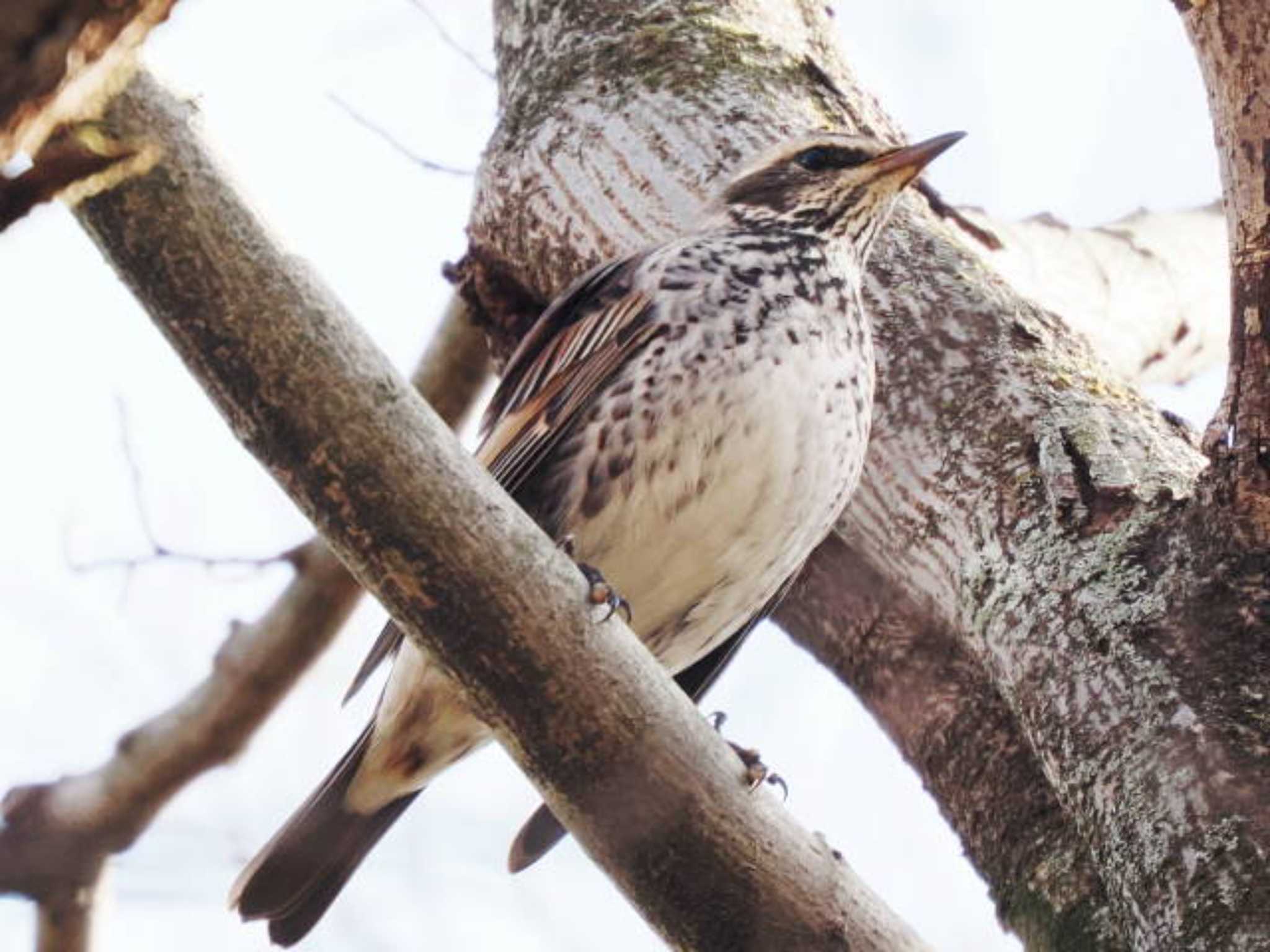 Dusky Thrush