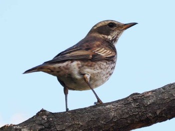 Dusky Thrush 舞鶴公園 Sat, 2/10/2024