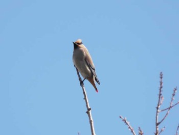 Japanese Waxwing 舞鶴公園 Sat, 2/10/2024