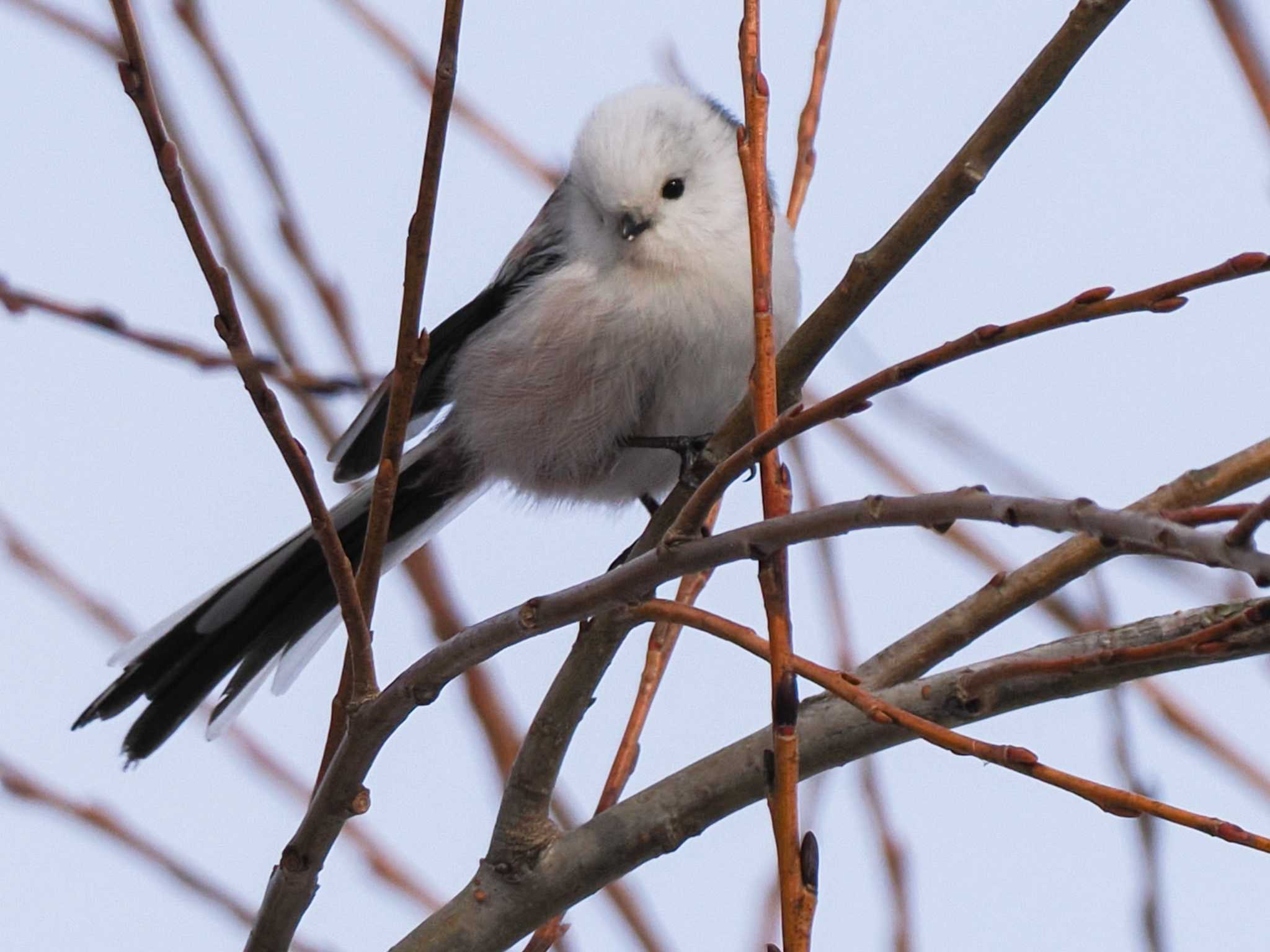 Long-tailed tit(japonicus)