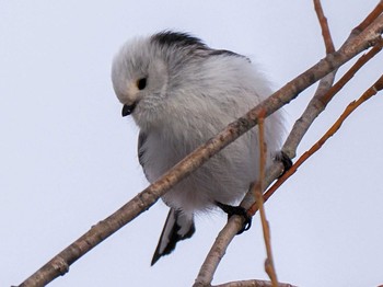 Long-tailed tit(japonicus) 石狩川河口 Sat, 2/10/2024