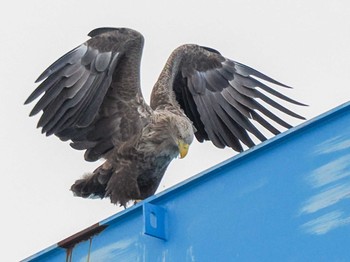 2024年2月10日(土) 石狩 茨戸川の野鳥観察記録