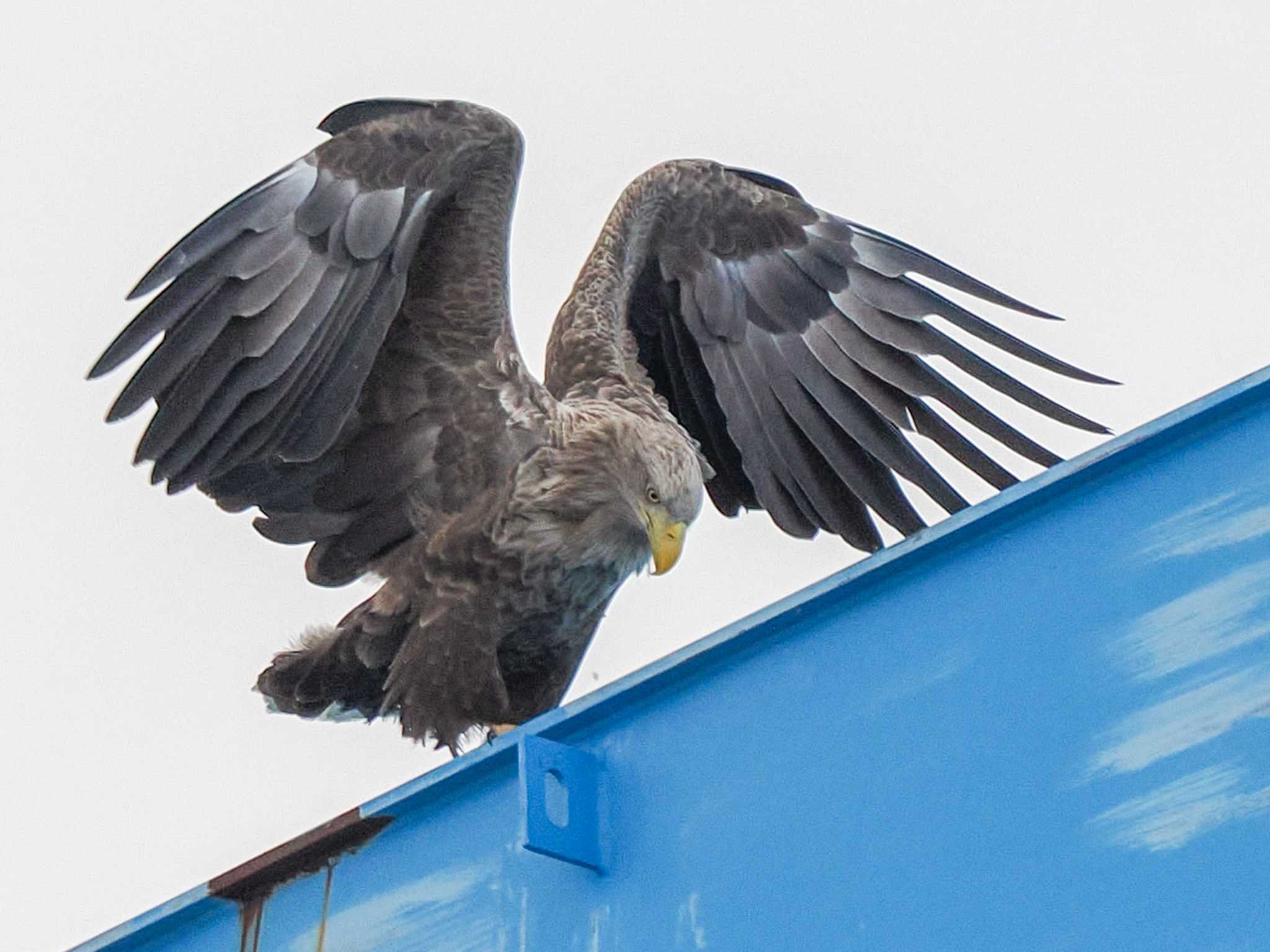 White-tailed Eagle