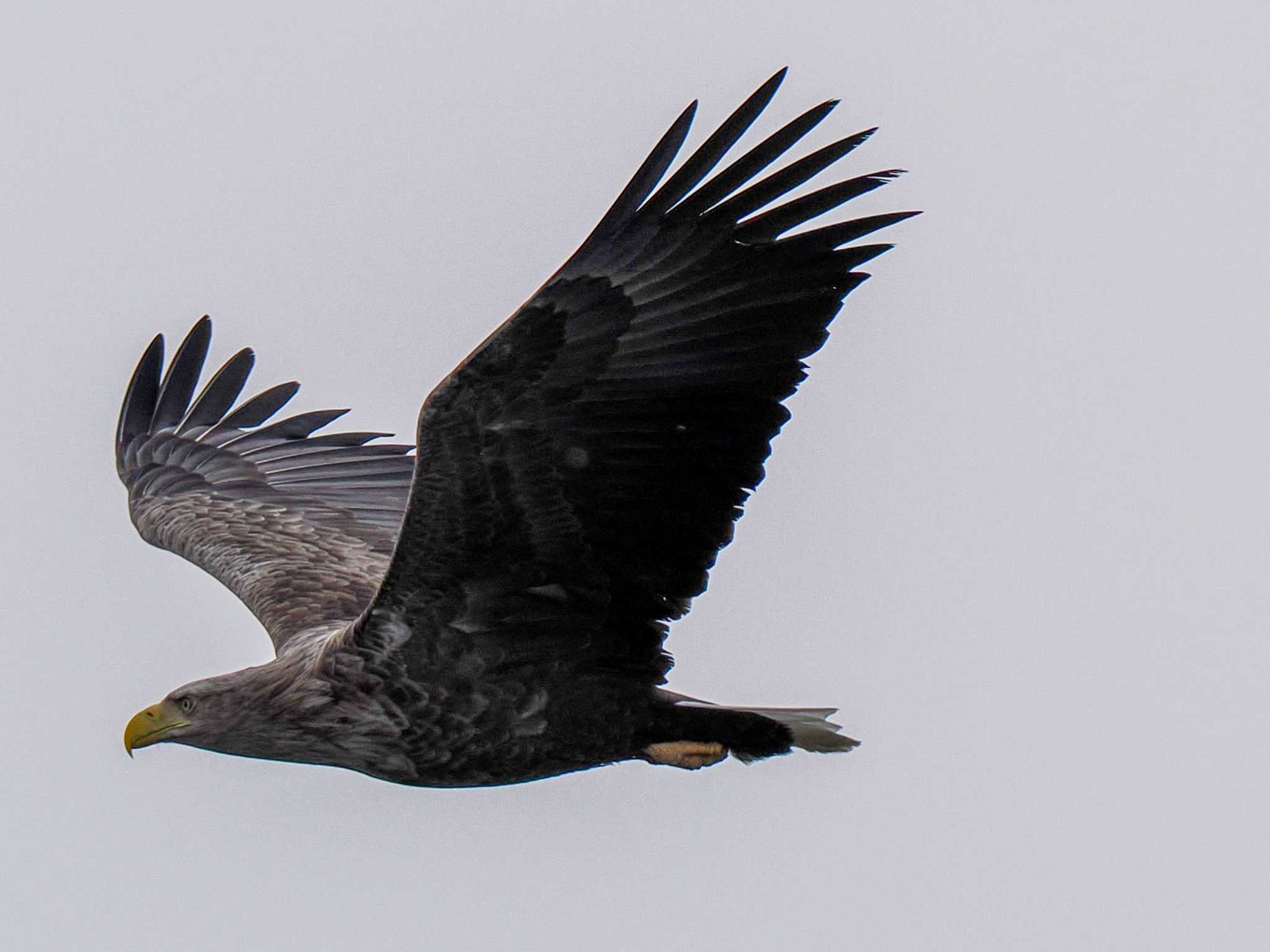 White-tailed Eagle