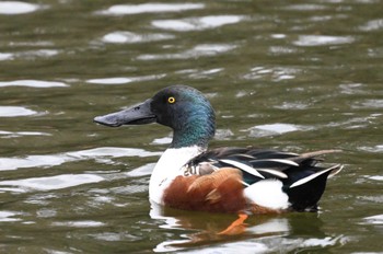 ハシビロガモ じゅん菜池緑地(蓴菜池緑地) 2023年12月24日(日)