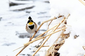 Yellow-throated Bunting 北海道 Unknown Date