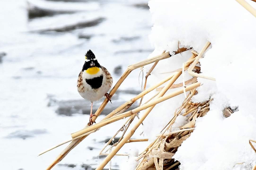 北海道 ミヤマホオジロの写真 by Markee Norman