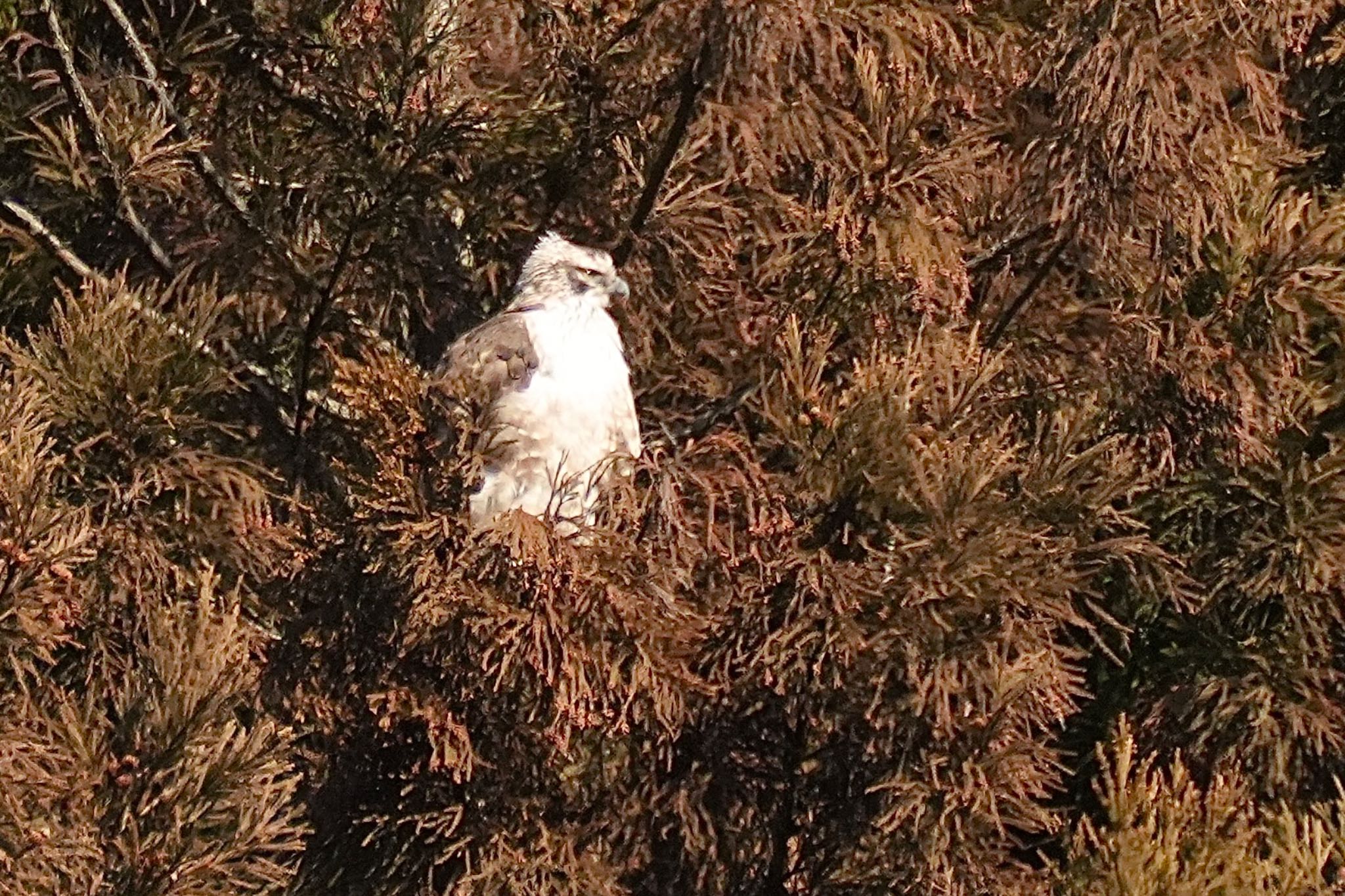 Mountain Hawk-Eagle