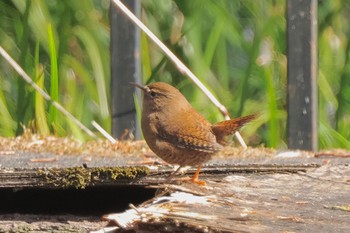 Eurasian Wren 野川公園 Sat, 2/10/2024