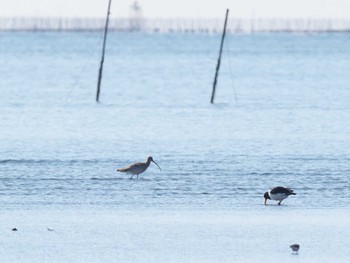 ダイシャクシギ ふなばし三番瀬海浜公園 2024年2月10日(土)