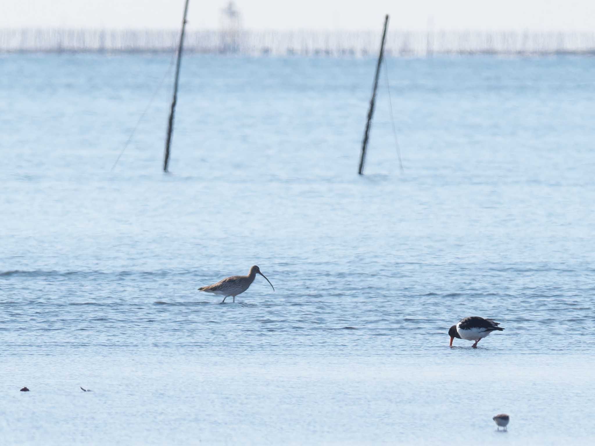 ふなばし三番瀬海浜公園 ダイシャクシギの写真 by OVSK66