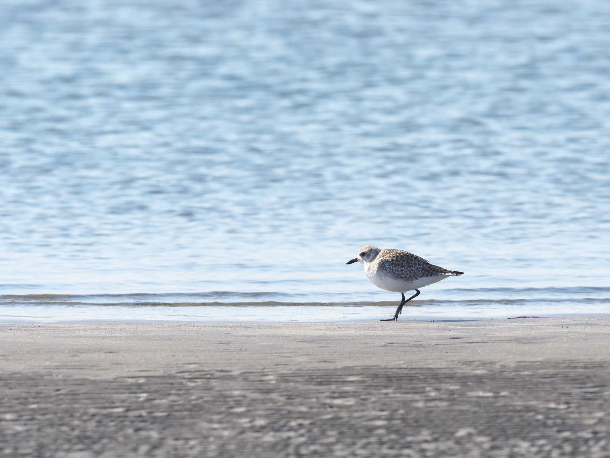 ふなばし三番瀬海浜公園 ダイゼンの写真 by OVSK66