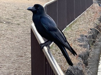 ハシブトガラス こども自然公園 (大池公園/横浜市) 2024年2月10日(土)