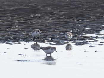 ミユビシギ ふなばし三番瀬海浜公園 2024年2月10日(土)