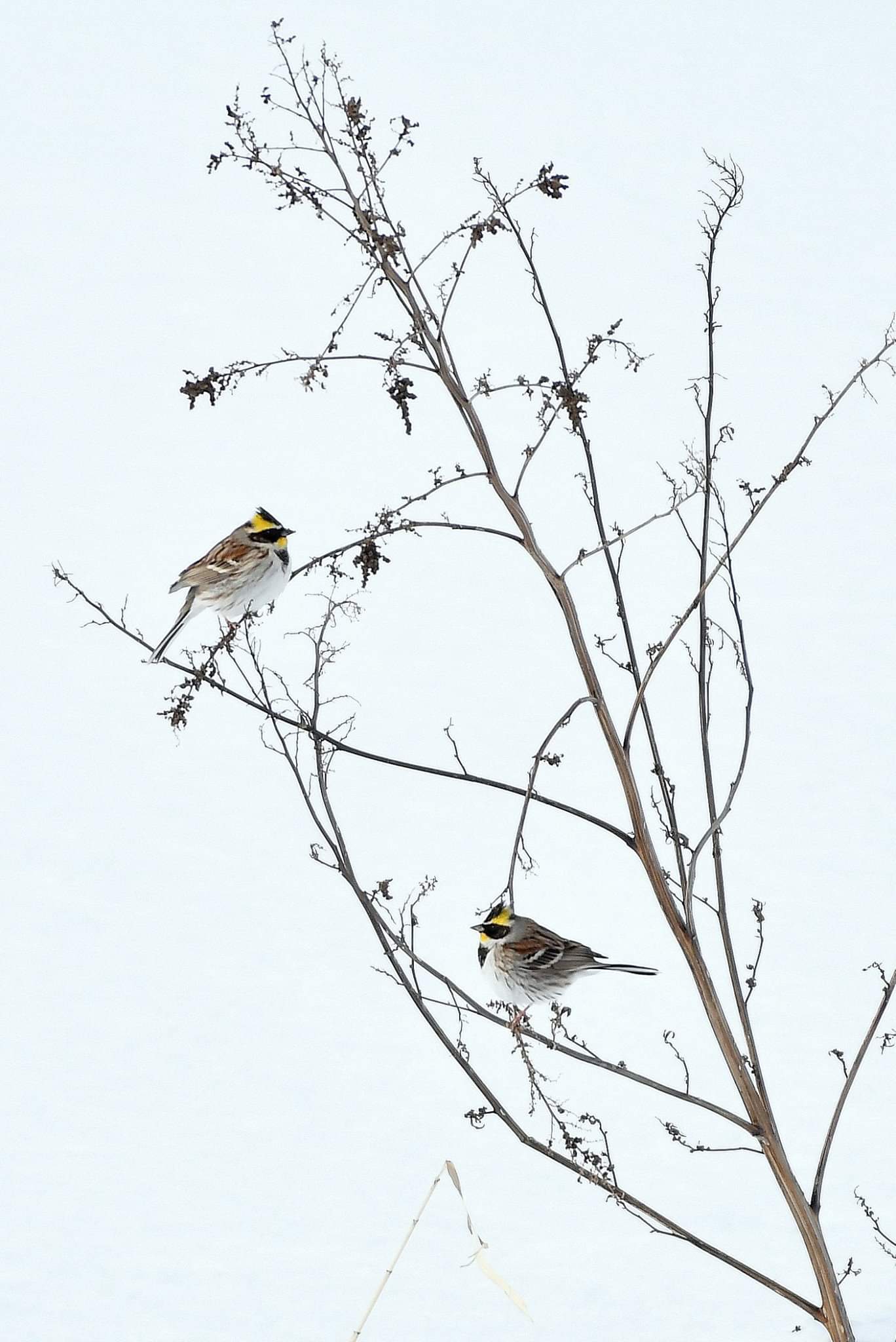 Photo of Yellow-throated Bunting at 北海道 by Markee Norman