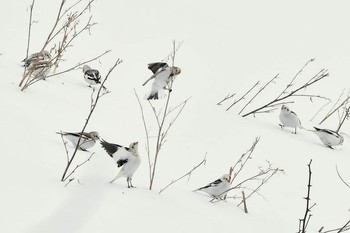 Snow Bunting 北海道 Unknown Date