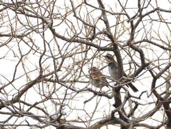 Dusky Thrush 山田池公園 Thu, 2/8/2024