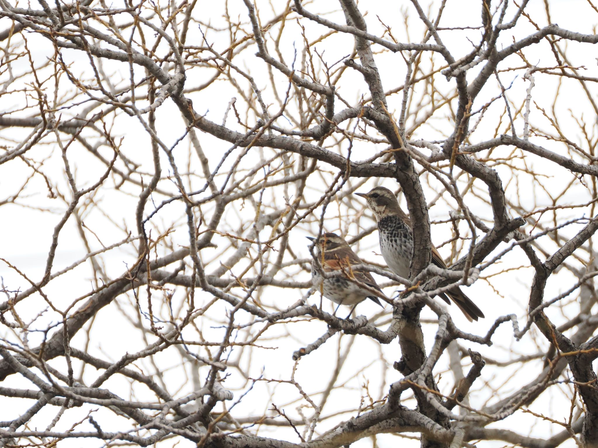 Photo of Dusky Thrush at 山田池公園 by かしの木こころ