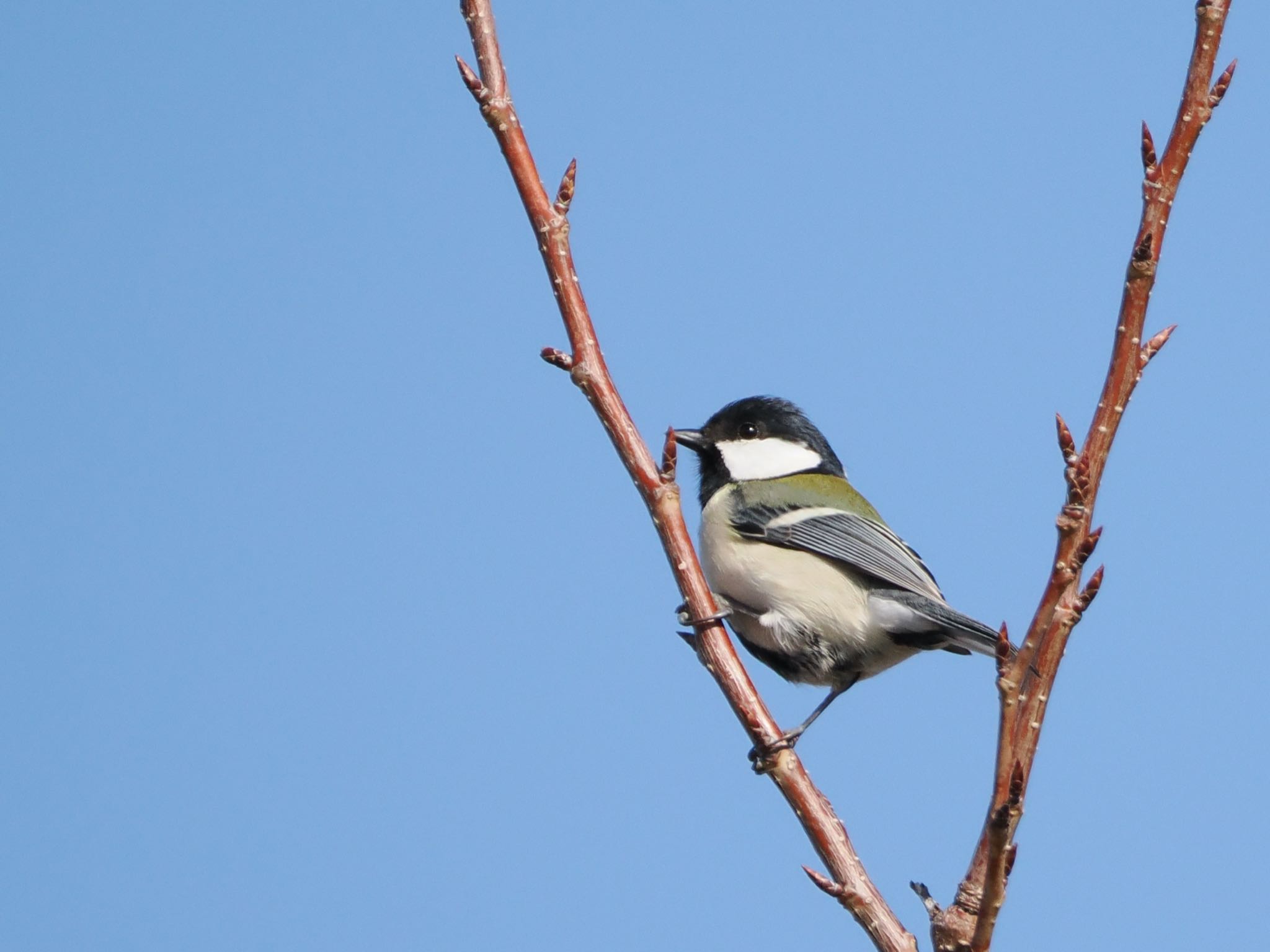 Japanese Tit