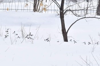 ユキホオジロ 北海道 撮影日未設定