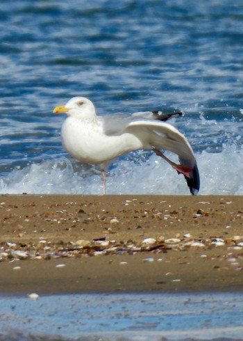 Vega Gull 安濃川河口 Wed, 2/7/2024