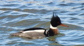 Red-breasted Merganser 安濃川河口 Wed, 2/7/2024