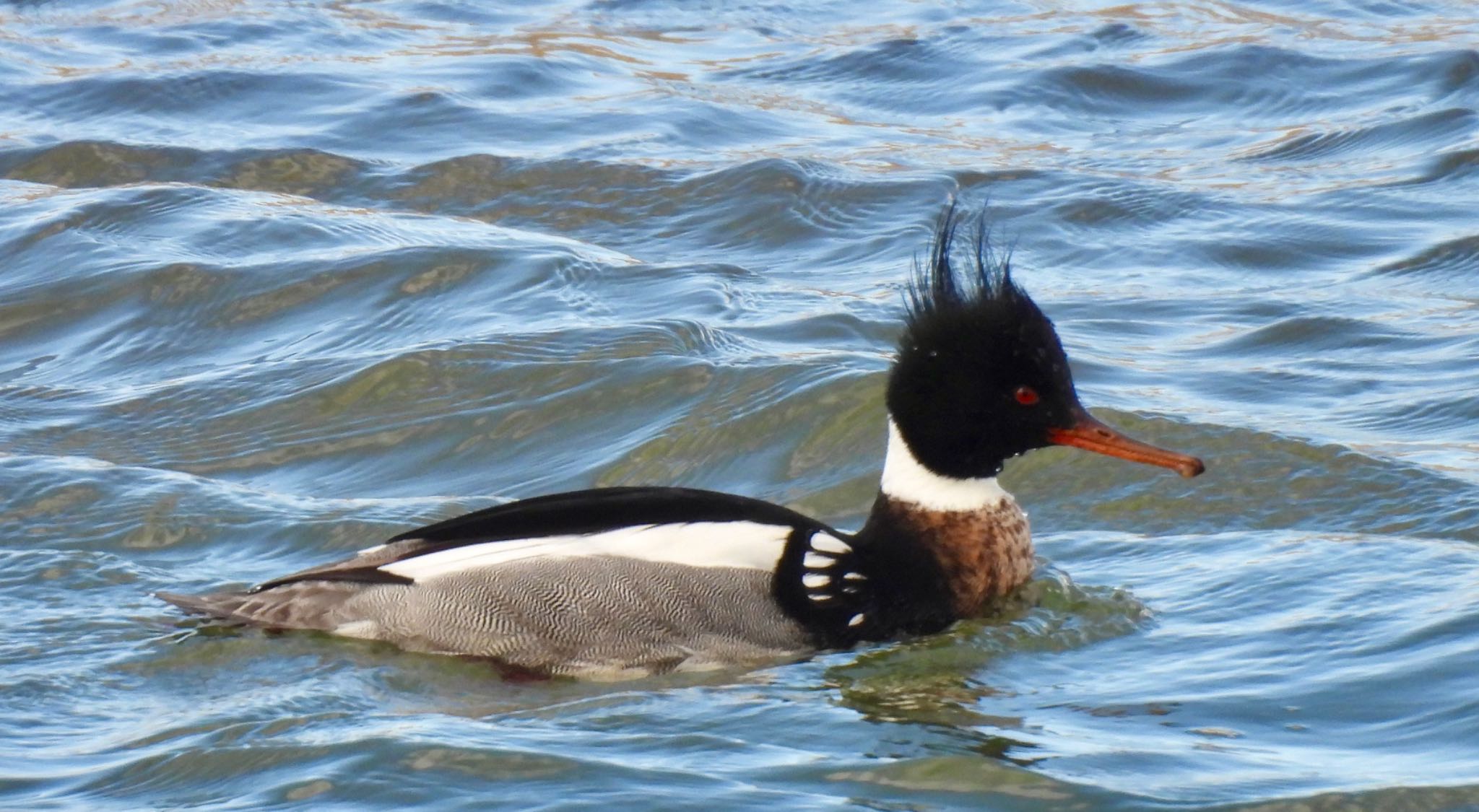 Photo of Red-breasted Merganser at 安濃川河口 by ちか