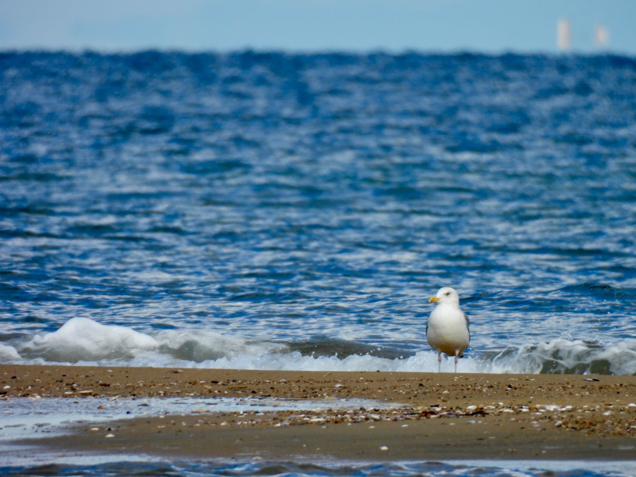 Vega Gull