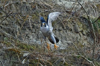 ハヤブサ 青葉山公園 2024年2月10日(土)